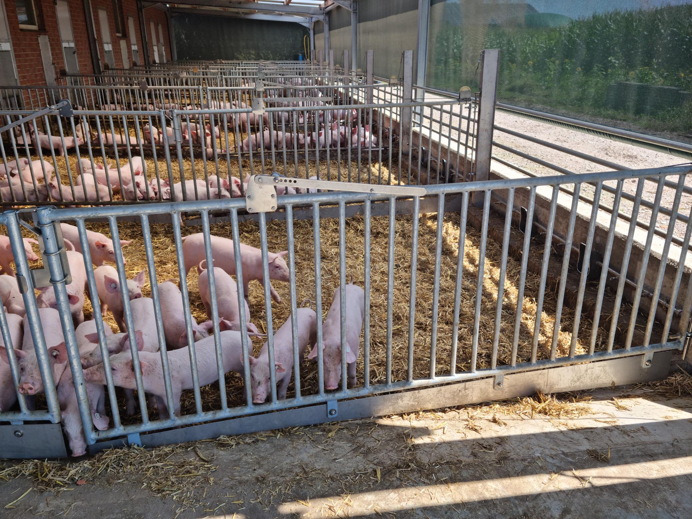 Rundbogenhalle - Stall für Schafe
