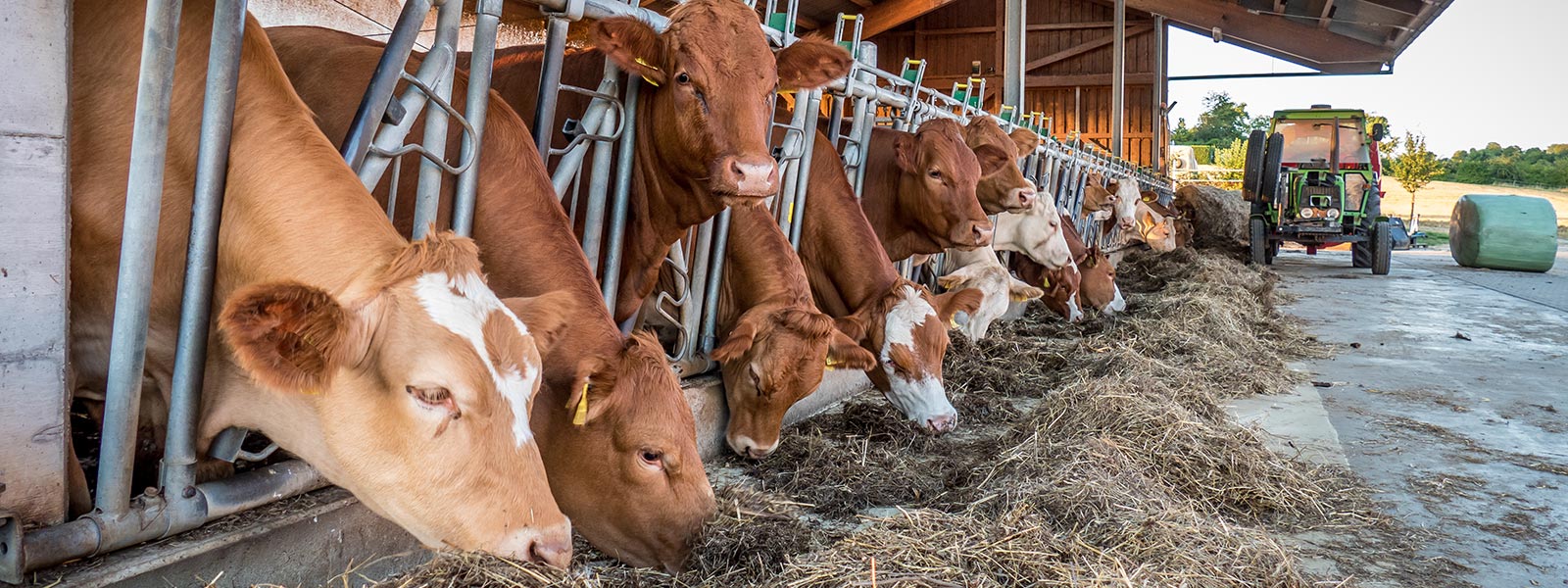 Stall für Rinder von Kiefl Stalltechnik bei Straubing